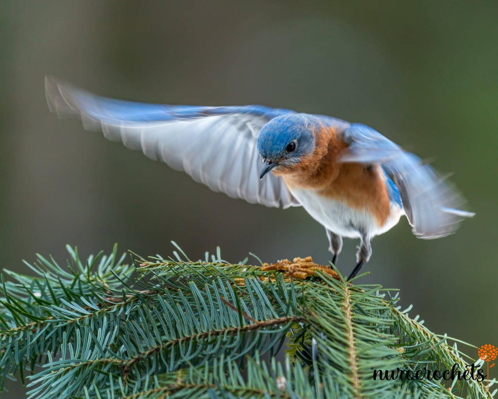 colorful male specie of eastern bluebird starting flight